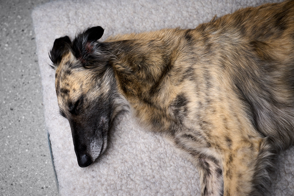 CLOUD7_ Ein gestromter Hund mit langer Schnauze liegt auf der Seite und ruht sich auf einer weichen, hellen Decke aus. Seine Augen sind geschlossen, und er scheint friedlich zu schlafen.