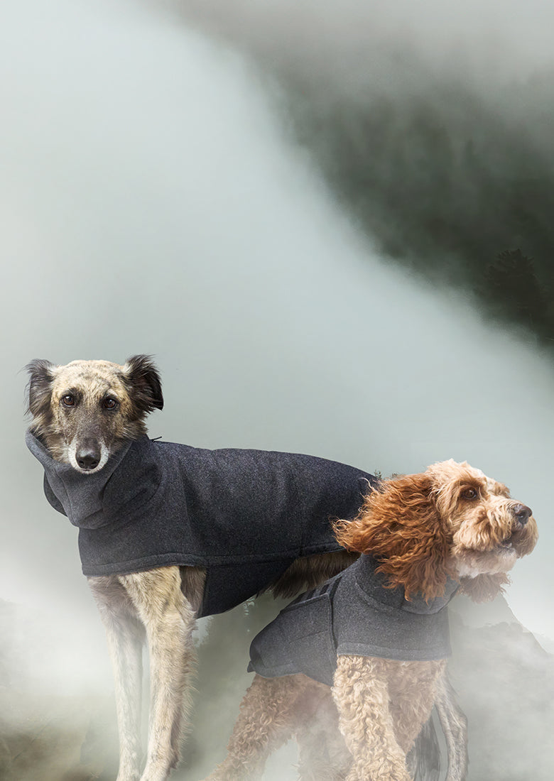 CLOUD7_ Zwei Hunde, die dunkelgraue Kapuzenjacken tragen, stehen vor einer nebligen, in Nebel gehüllten Landschaft im Freien. Der eine Hund hat langes Fell und aufstehende Ohren, während der andere lockiges Fell und Hängeohren hat.