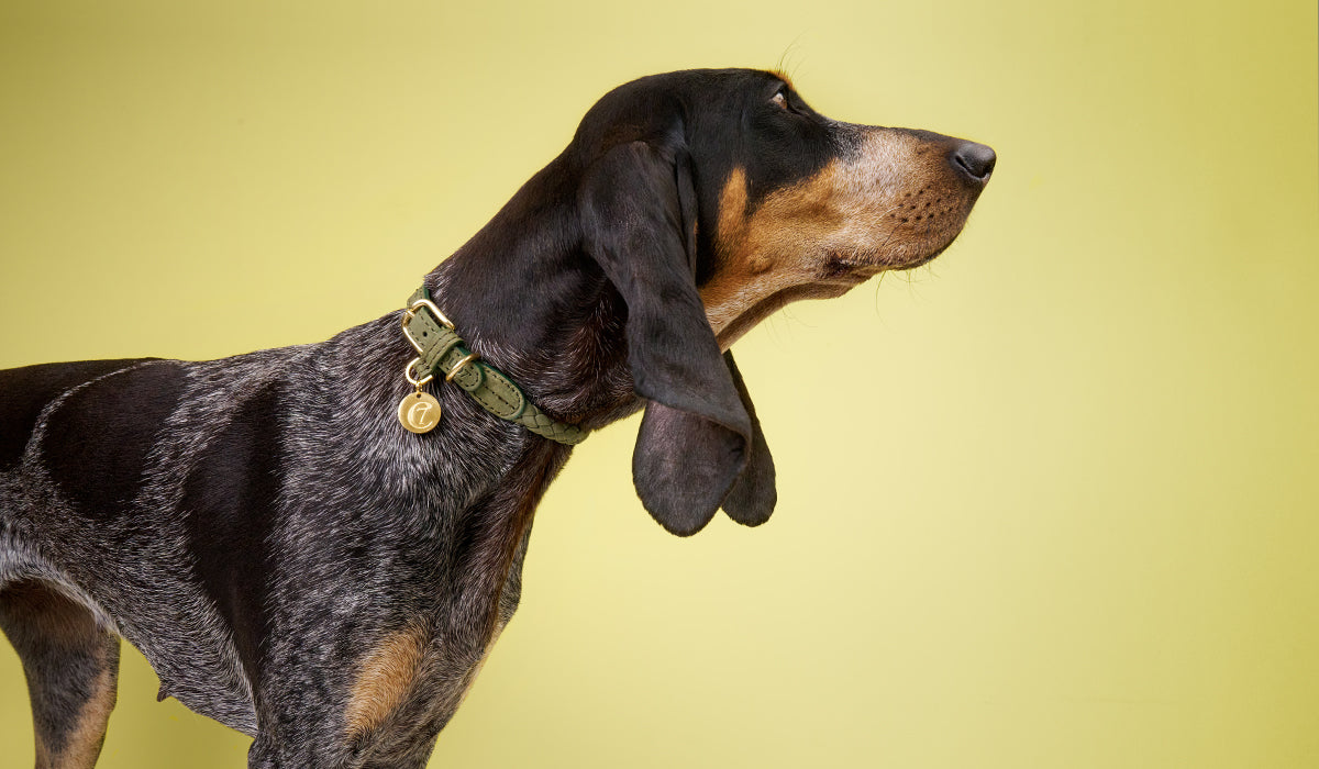 Dog wearing Ravello collar 