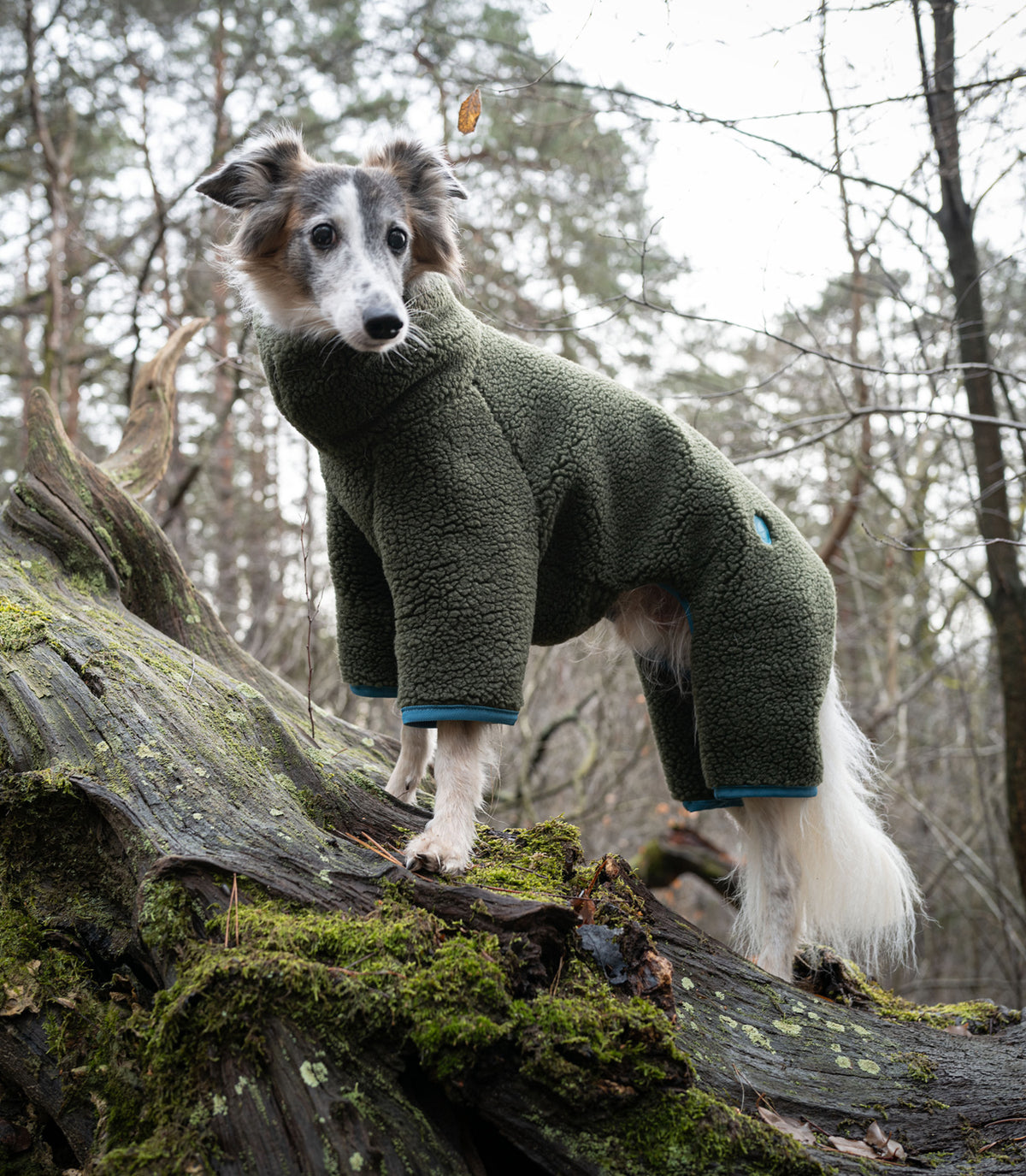 Freddie wearing Dog Sweater Cornwall