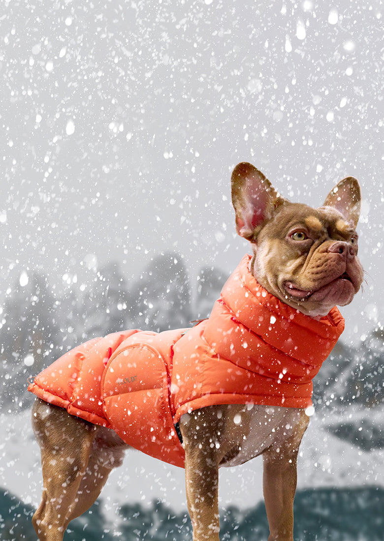 CLOUD7_ Eine braune Französische Bulldogge, die eine orangefarbene Daunenjacke trägt, steht im fallenden Schnee vor einer verschwommenen, winterlichen Landschaft.
