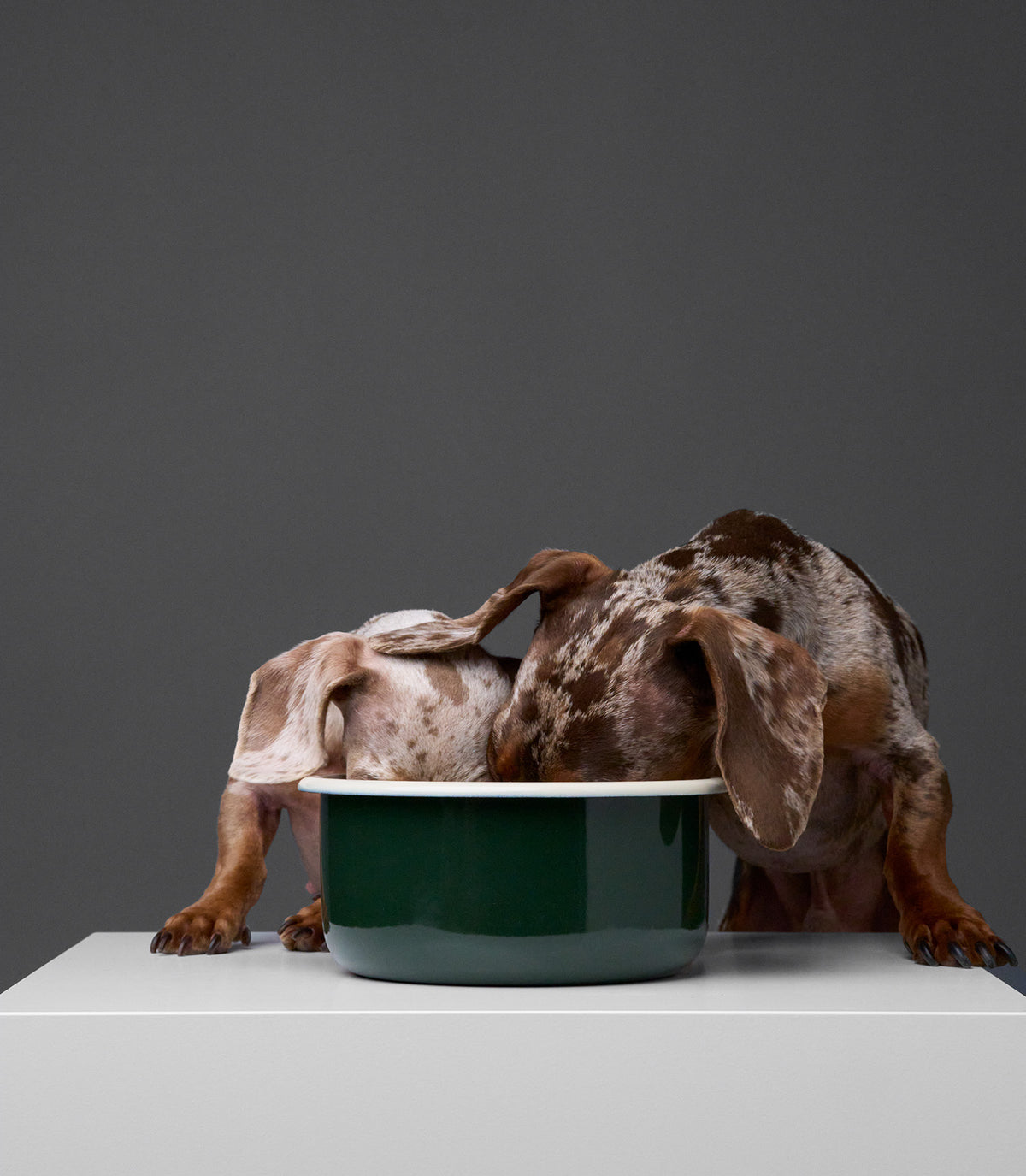 2 Dachshunds eating from dog bowl ''Granny''