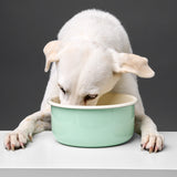 Dog Bowl Granny Pastel Green