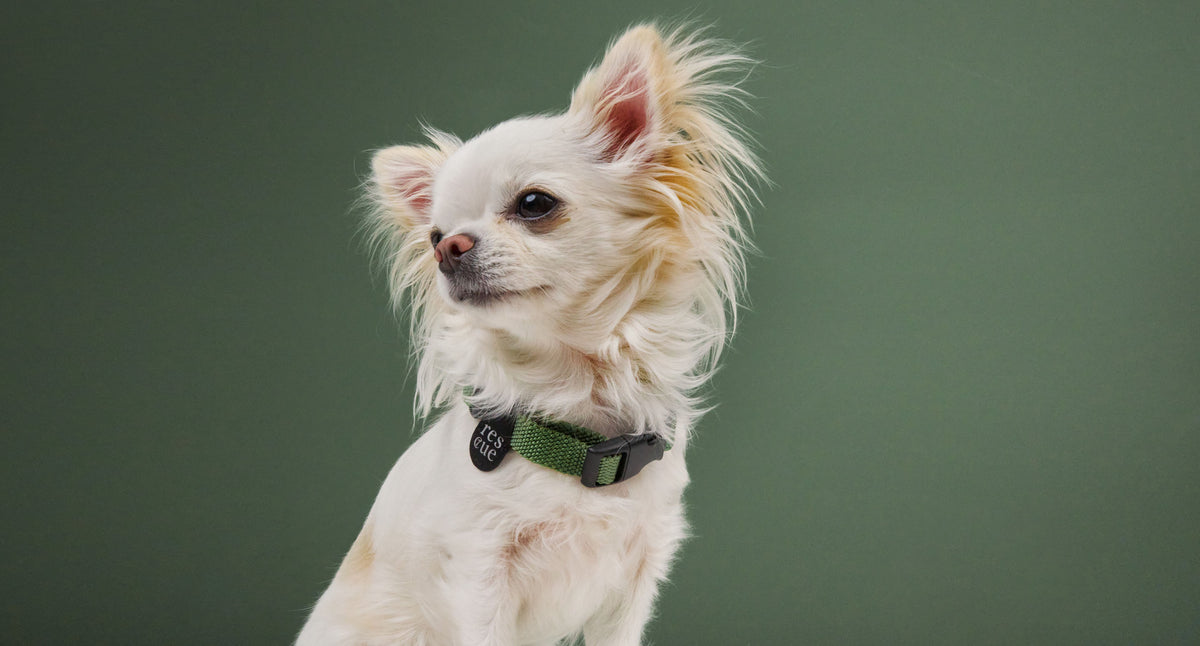 Dog wearing green Resc7ue collar