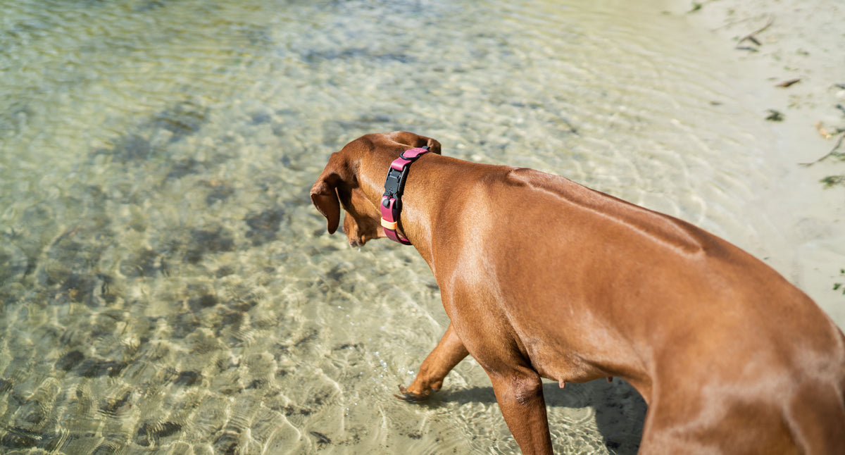 Dog wearing Biothane Collar