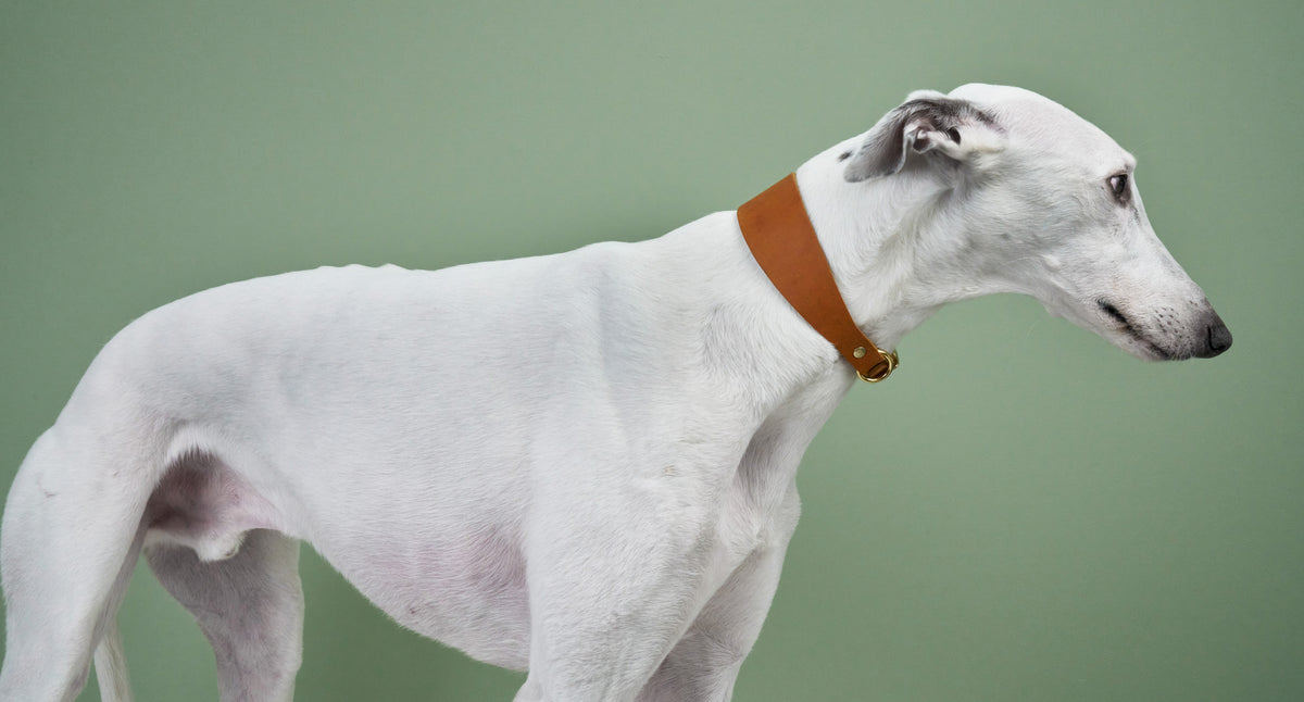 Dog wearing Regent Park collar
