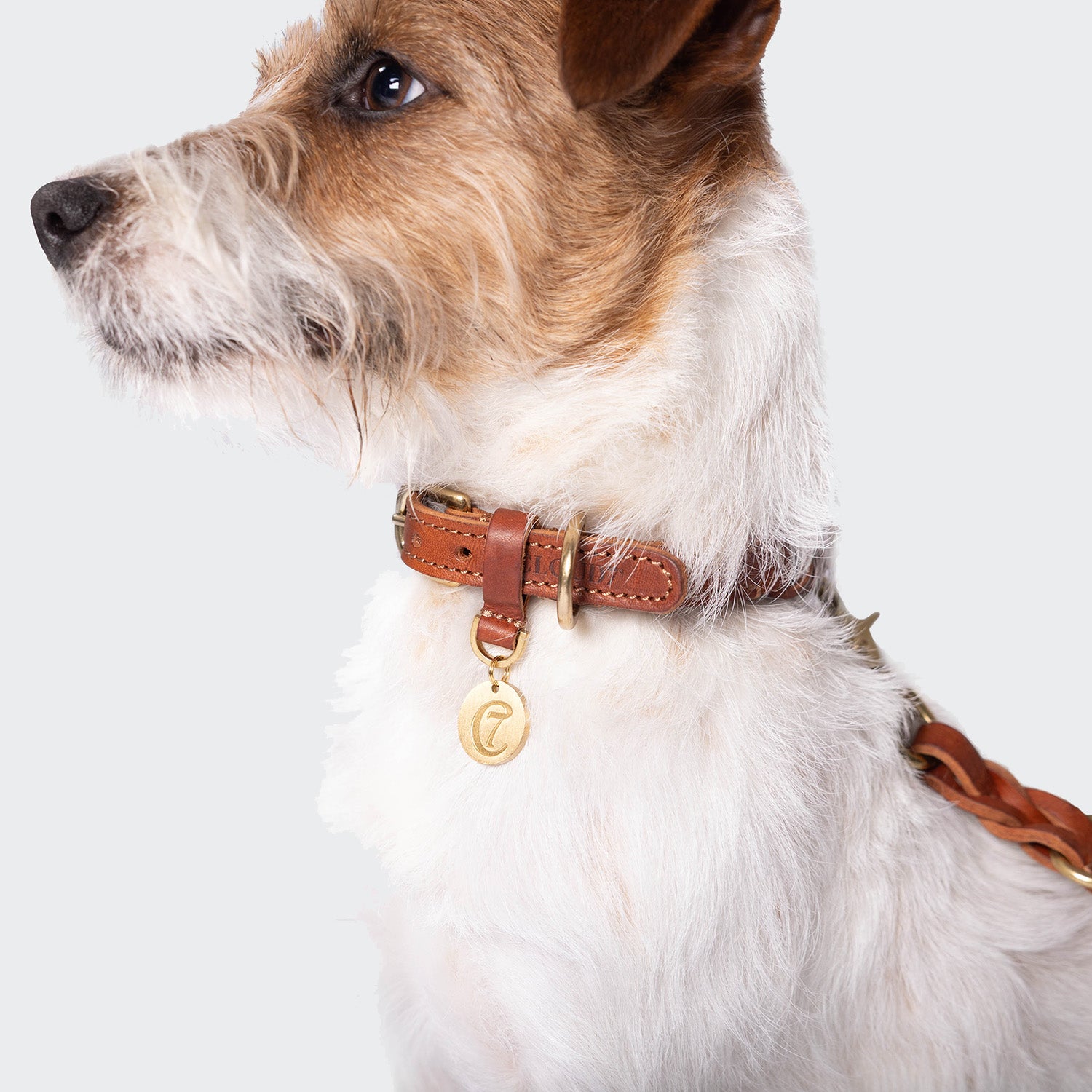 CLOUD7_ Ein kleiner, ungepflegter weiß-brauner Hund trägt das Hundehalsband Hyde Park Cognac mit einem goldenen runden Anhänger und blickt vor einem schlichten, hellen Hintergrund zur Seite - ein Beispiel für die stilvolle Hyde Park Kollektion.