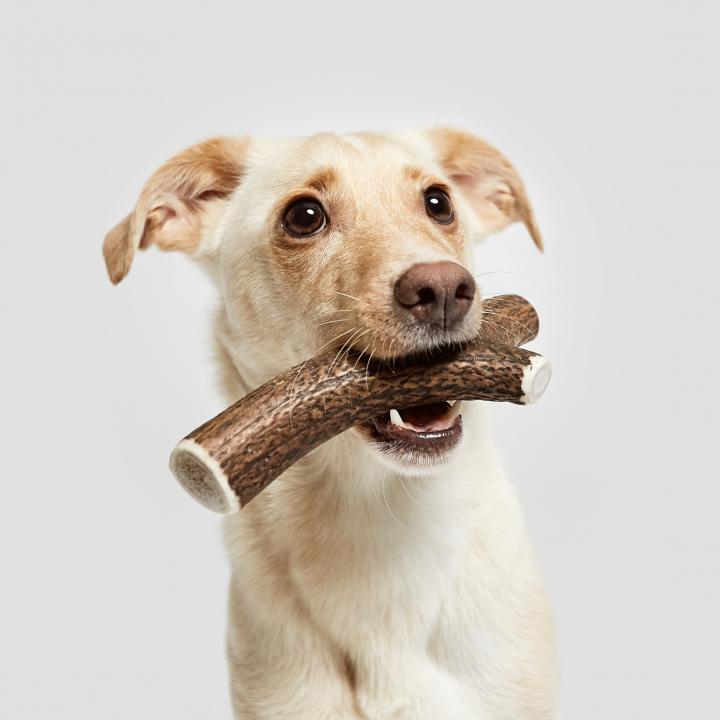 CLOUD7_ Ein hellbrauner Hund mit Hängeohren hält ein Paar realistisch aussehendes Spielzeuggeweih im Maul und blickt vor einem schlichten weißen Hintergrund leicht nach oben.