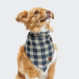 CLOUD7_ Ein kleiner, flauschiger braun-weißer Hund blickt auf, während er das Hundehalstuch Bandana Check Dark Blue - Beige um den Hals trägt, das auf einem schlichten hellgrauen Hintergrund sitzt.