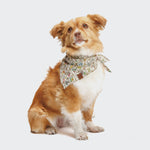 CLOUD7_ Ein kleiner, flauschiger braun-weißer Hund sitzt mit dem Blick nach vorne und trägt das stilvolle Hundehalstuch Bandana Flower Squares um den Hals, vor einem schlichten weißen Hintergrund.