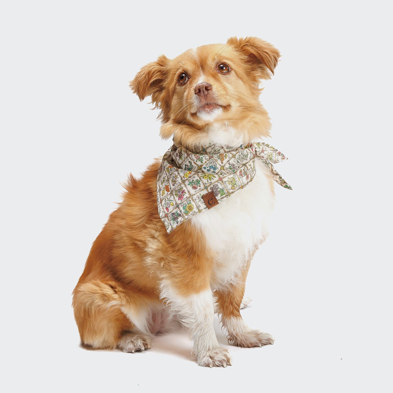 CLOUD7_ Ein kleiner, flauschiger braun-weißer Hund sitzt mit dem Blick nach vorne und trägt das stilvolle Hundehalstuch Bandana Flower Squares um den Hals, vor einem schlichten weißen Hintergrund.
