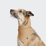 CLOUD7_ Ein mittelgroßer Hund mit lohfarbenem und schwarzem Fell trägt ein Hundehalstuch Bandana Check Orange und blickt nach oben vor einem schlichten hellgrauen Hintergrund.