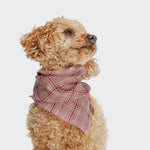CLOUD7_ Ein lockig behaarter hellbrauner Hund, der ein Hundehalstuch Bandana Check Red - Light Green trägt, sitzt und schaut nach oben vor einem schlichten hellen Hintergrund.