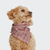 CLOUD7_ Ein lockig behaarter hellbrauner Hund, der ein Hundehalstuch Bandana Check Red - Light Green trägt, sitzt und schaut nach oben vor einem schlichten hellen Hintergrund.