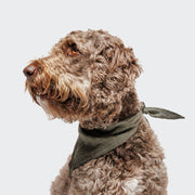 CLOUD7_ Ein lockig behaarter brauner Hund trägt das "Hundehalstuch mit Namen Jungle" und blickt nach links auf einen schlichten hellgrauen Hintergrund.