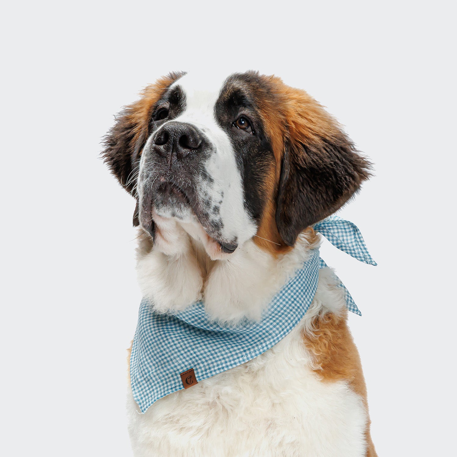 CLOUD7_ Ein Bernhardiner mit braun-weißem Fell trägt das Hundehalstuch Bandana Mini Check Blue und blickt ruhig nach oben vor einem schlichten hellen Hintergrund.
