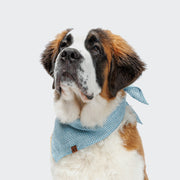CLOUD7_ Ein Bernhardiner mit braun-weißem Fell trägt das Hundehalstuch Bandana Mini Check Blue und blickt ruhig nach oben vor einem schlichten hellen Hintergrund.