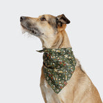CLOUD7_ Ein braun-hellbrauner Hund mit struppigem Bart trägt ein grünes Erdbeerdieb-Hundehalstuch um den Hals, sitzt und schaut nach oben vor einem schlichten hellgrauen Hintergrund.