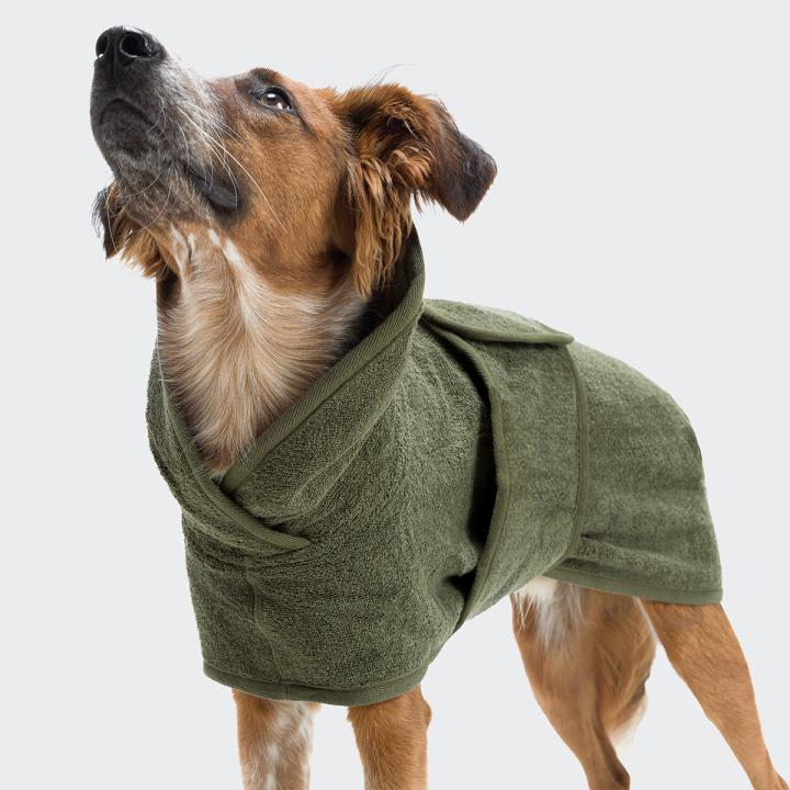 CLOUD7_ Ein braun-weißer Hund, der einen grünen Kapuzenmantel aus Frottee trägt, blickt vor einem schlichten, hellen Hintergrund nach oben.