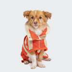 CLOUD7_ Ein kleiner, hellbrauner Hund mit weißen Abzeichen sitzt mit dem Gesicht nach vorne und trägt den orange-beigen Hundebademantel Wannsee Stripes aus Bio-Baumwolle und Frottee mit hochgestelltem Kragen vor weißem Hintergrund.