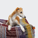 CLOUD7_ Ein braun-weißer Hund mit kurzem Fell sitzt auf einer bunten Patchworkdecke und schaut nach rechts. Der Hintergrund ist einfarbig und hellgrau.