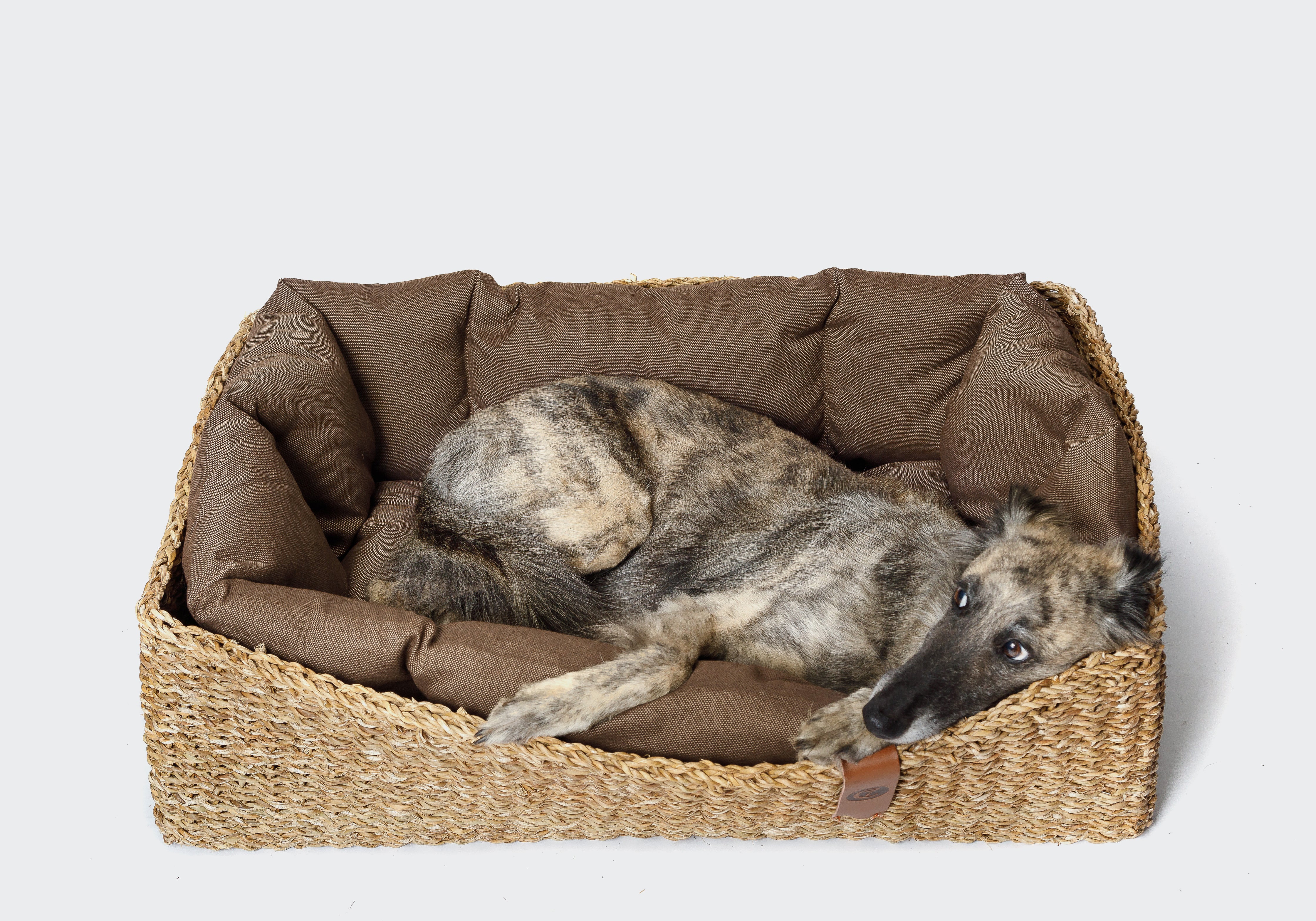 CLOUD7_ Ein gestromter Hund liegt in einem rechteckigen, geflochtenen Korbbett mit braunen Kissen und ruht sich aus; das Ganze ist vor einem schlichten, hellen Hintergrund zu sehen.