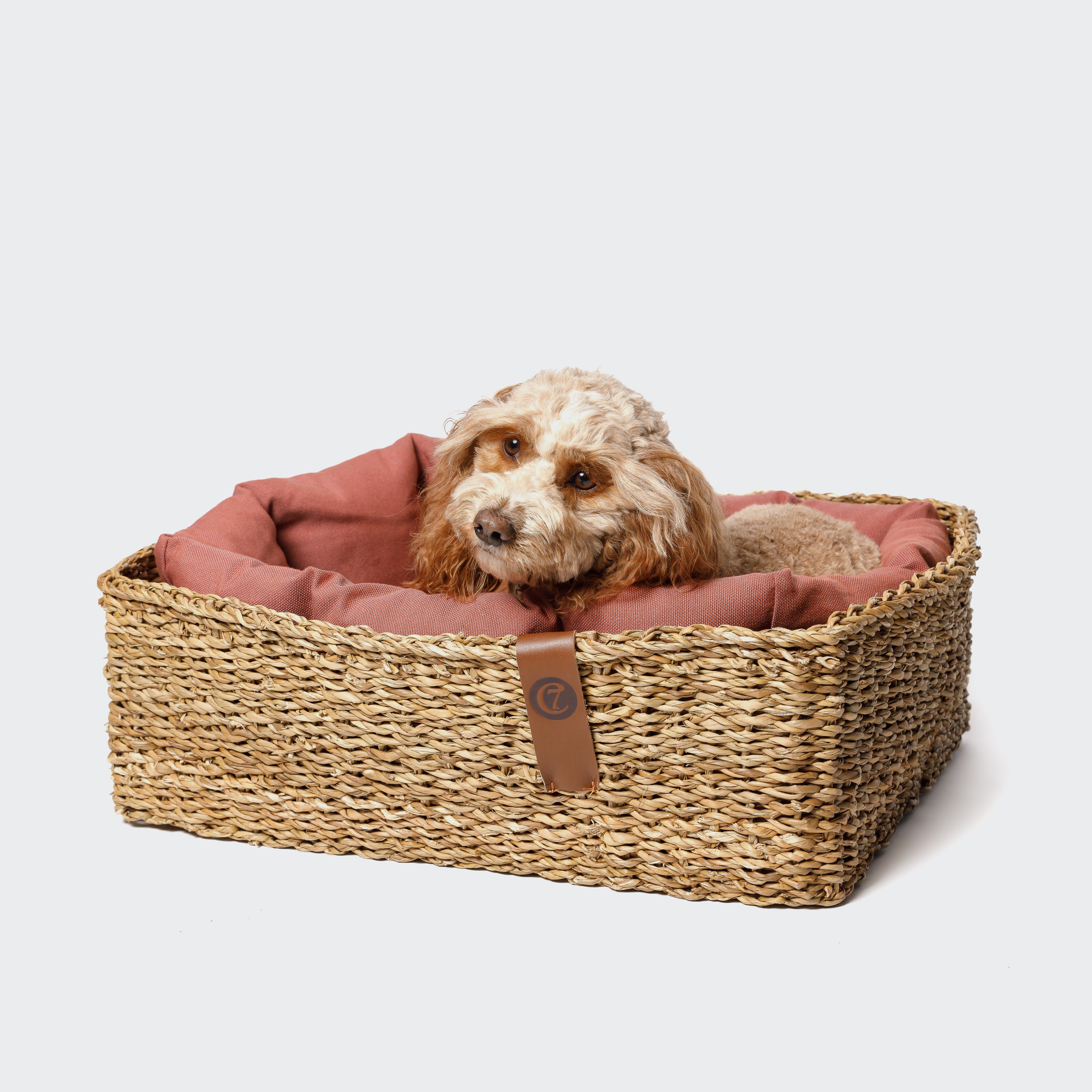 CLOUD7_ Ein kleiner Hund mit lockigem Fell liegt in einem geflochtenen Korb mit einem rosa Kissen und blickt vor einem schlichten weißen Hintergrund in die Kamera.