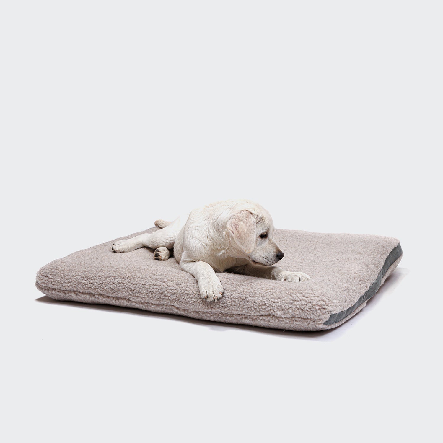 CLOUD7_ Ein weißer Welpe liegt auf einem weichen, beigen Hundebett Siesta Teddy aus Bio-Baumwolle und blickt nach rechts auf einen schlichten weißen Hintergrund.