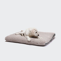 CLOUD7_ Ein weißer Welpe liegt auf einem weichen, beigen Hundebett Siesta Teddy aus Bio-Baumwolle und blickt nach rechts auf einen schlichten weißen Hintergrund.