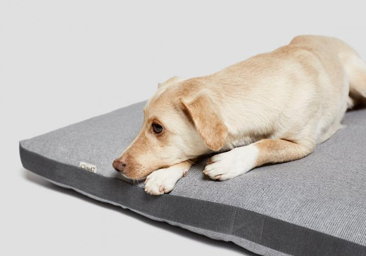 CLOUD7_ Ein hellbrauner Hund liegt auf einem rechteckigen, grauen Hundebett, hat den Kopf auf die Pfoten gelegt und blickt vor einem schlichten, hellen Hintergrund zur Seite.