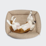 CLOUD7_ Ein braun-weißer Hund liegt auf dem Rücken mit hochgelegten Beinen auf einer beigen, rechteckigen Hundebett Sleepy Deluxe Curl Cream vor einem schlichten weißen Hintergrund.
