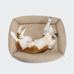 CLOUD7_ Ein braun-weißer Hund liegt auf dem Rücken mit hochgelegten Beinen auf einer beigen, rechteckigen Hundebett Sleepy Deluxe Curl Cream vor einem schlichten weißen Hintergrund.