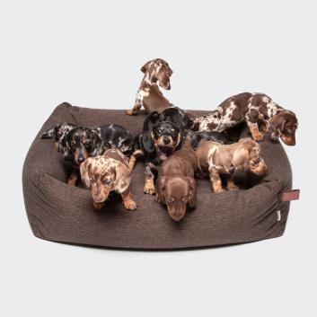 CLOUD7_ Sieben Dackelwelpen in verschiedenen Farben sitzen und stehen auf einem großen braunen Hundebett vor einem schlichten weißen Hintergrund.