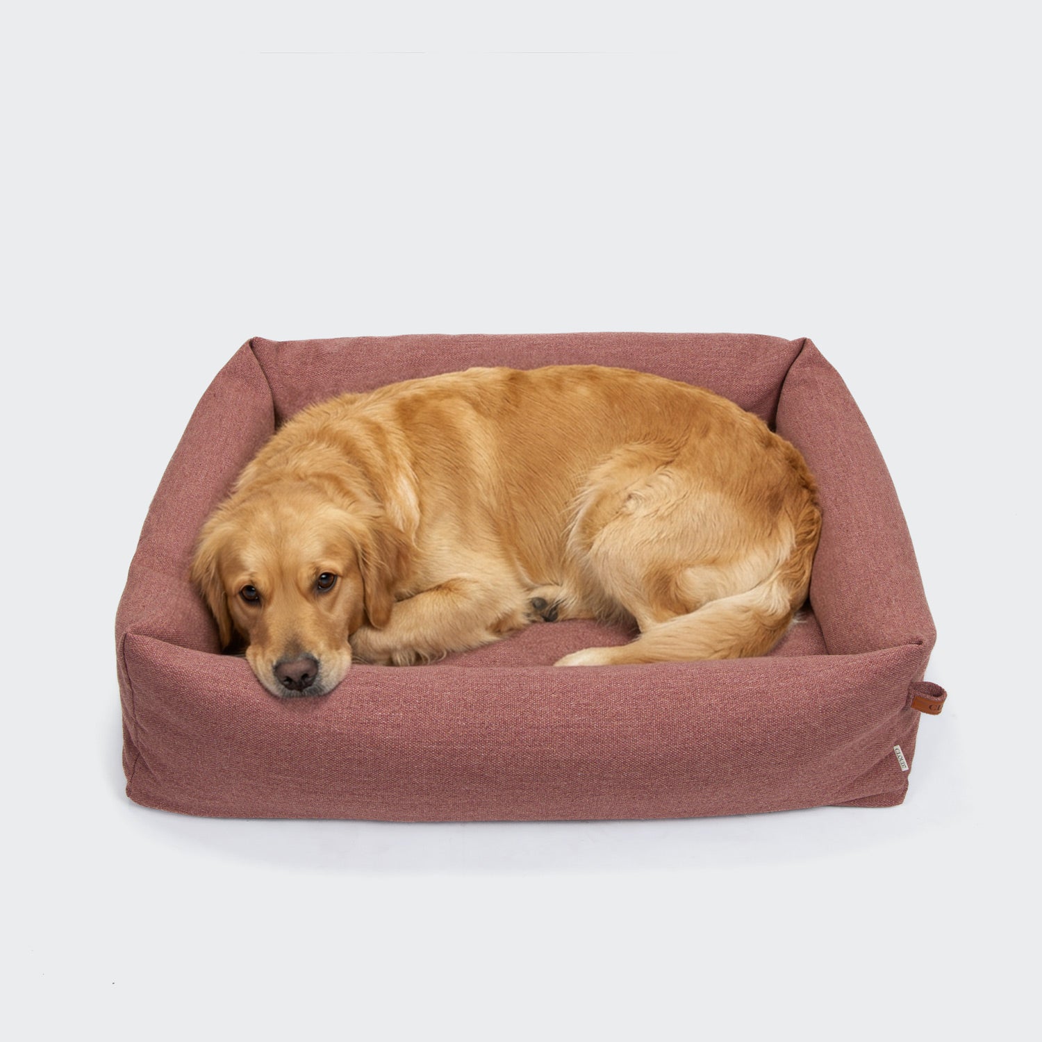 CLOUD7_ Ein Golden Retriever liegt zusammengerollt in einem rechteckigen Hundebett Sleepy Leinen-Mix Faded Rose Mélange mit abnehmbarem Bezug und sieht entspannt und gemütlich aus vor einem schlichten hellen Hintergrund.