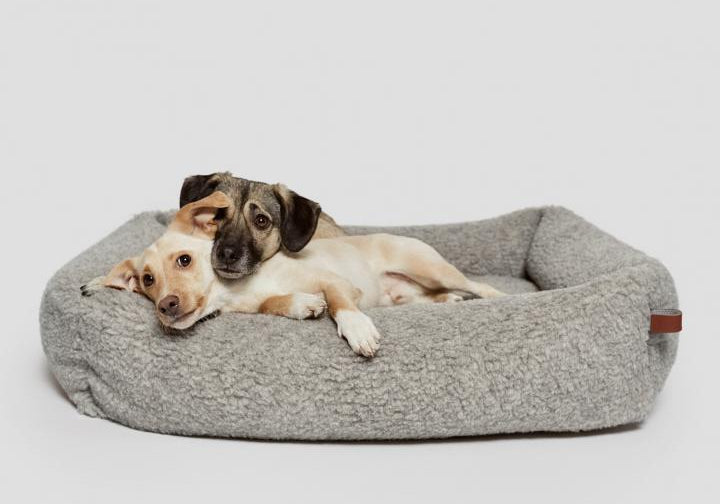 CLOUD7_ Zwei Hunde liegen zusammen in einem weichen, grauen Hundebett vor einem schlichten, hellen Hintergrund. Ein Hund hat seinen Kopf auf den anderen gelegt, und beide wirken entspannt und wohl.