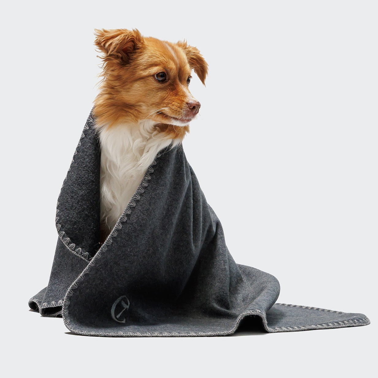 CLOUD7_ Ein kleiner braun-weißer Hund ist in eine graue Decke gewickelt, sitzt und blickt zur Seite vor einem schlichten, hellen Hintergrund.