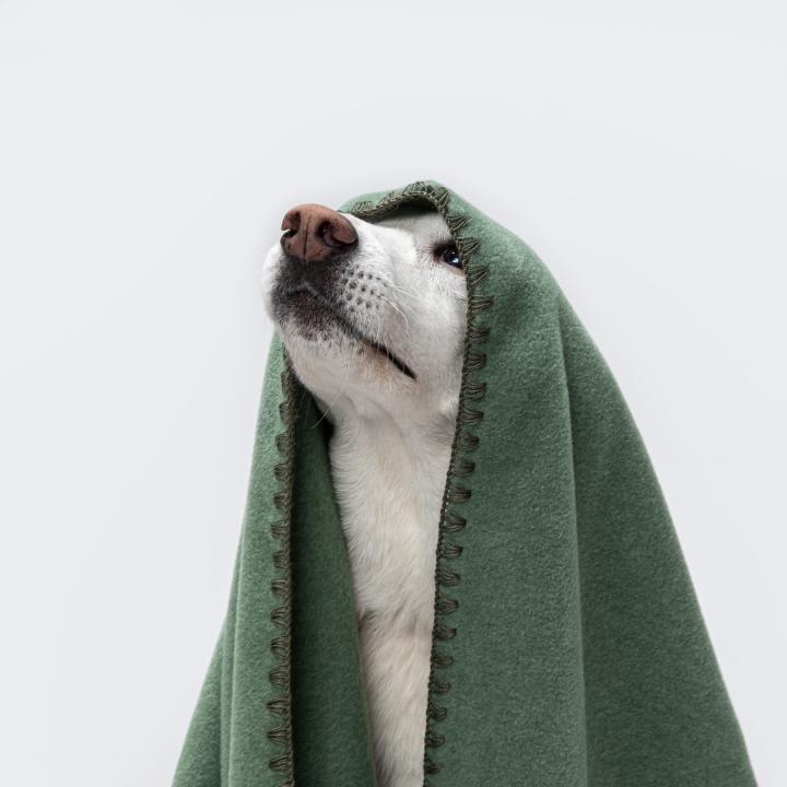 CLOUD7_ Ein weißer Hund blickt nach oben, wobei sein Kopf von einer grünen Decke bedeckt ist und nur sein Gesicht zu sehen ist. Der Hintergrund ist einfarbig und hell.
