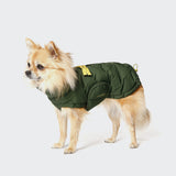CLOUD7_ Ein kleiner, hellbrauner, langhaariger Hund blickt nach links und trägt den Hundemantel Alaska PRO Olive mit gelben Akzenten vor einem schlichten hellen Hintergrund.
