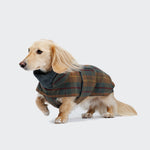 CLOUD7_ Ein langhaariger Dackel trägt den Hundemantel Dackel Brooklyn Waxed Tartan, einen grün-braun karierten Mantel mit einem hohen Kragen aus gewachster Baumwolle, auf hellgrauem Grund.