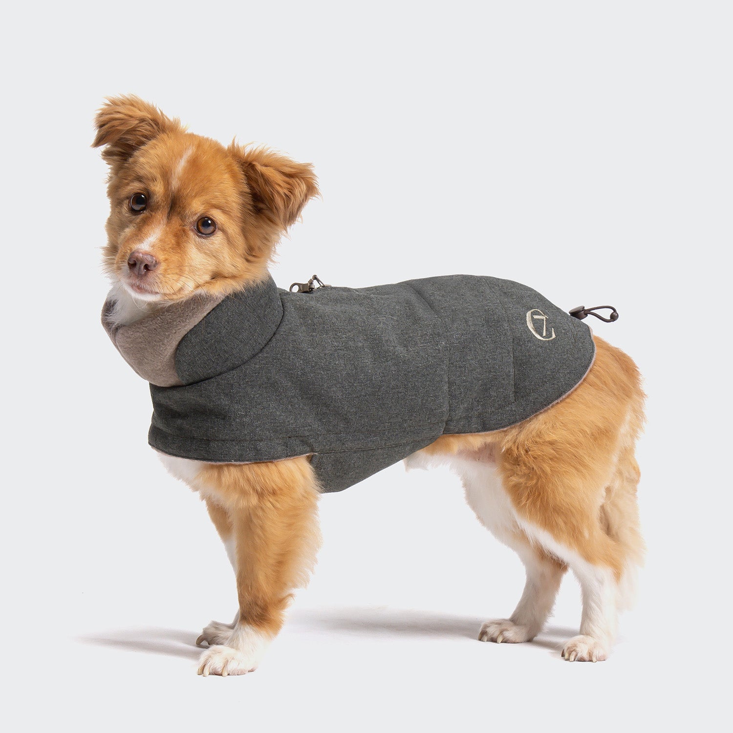 CLOUD7_ A small brown and white dog wearing the Hundemantel Brooklyn Light Graphite stands on a plain white background, looking towards the camera.