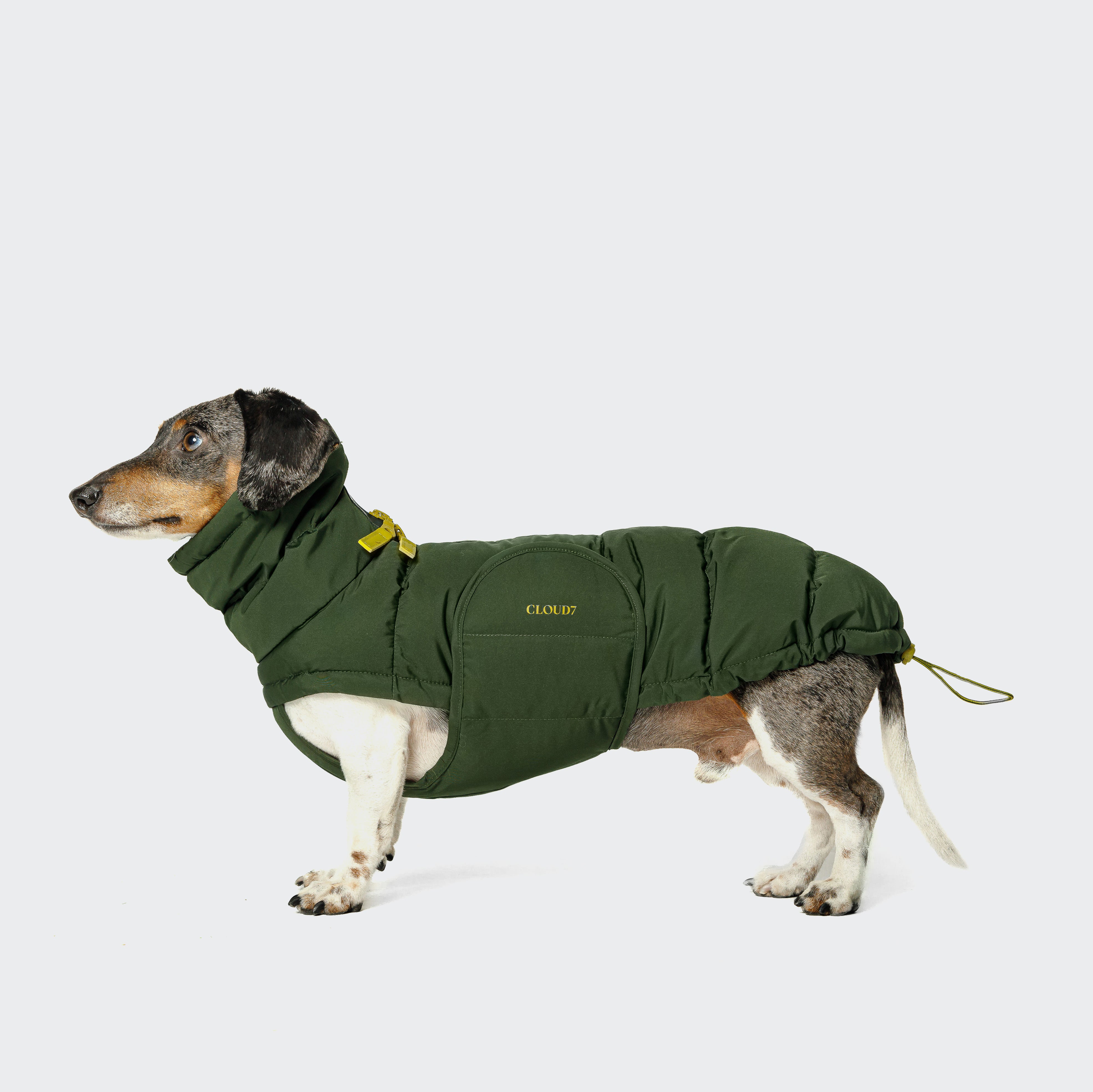 CLOUD7_ Ein Dackel, der eine grüne, wattierte Hundejacke mit Kapuze und gelben Akzenten trägt, steht vor einem einfarbigen hellen Hintergrund und blickt nach links.