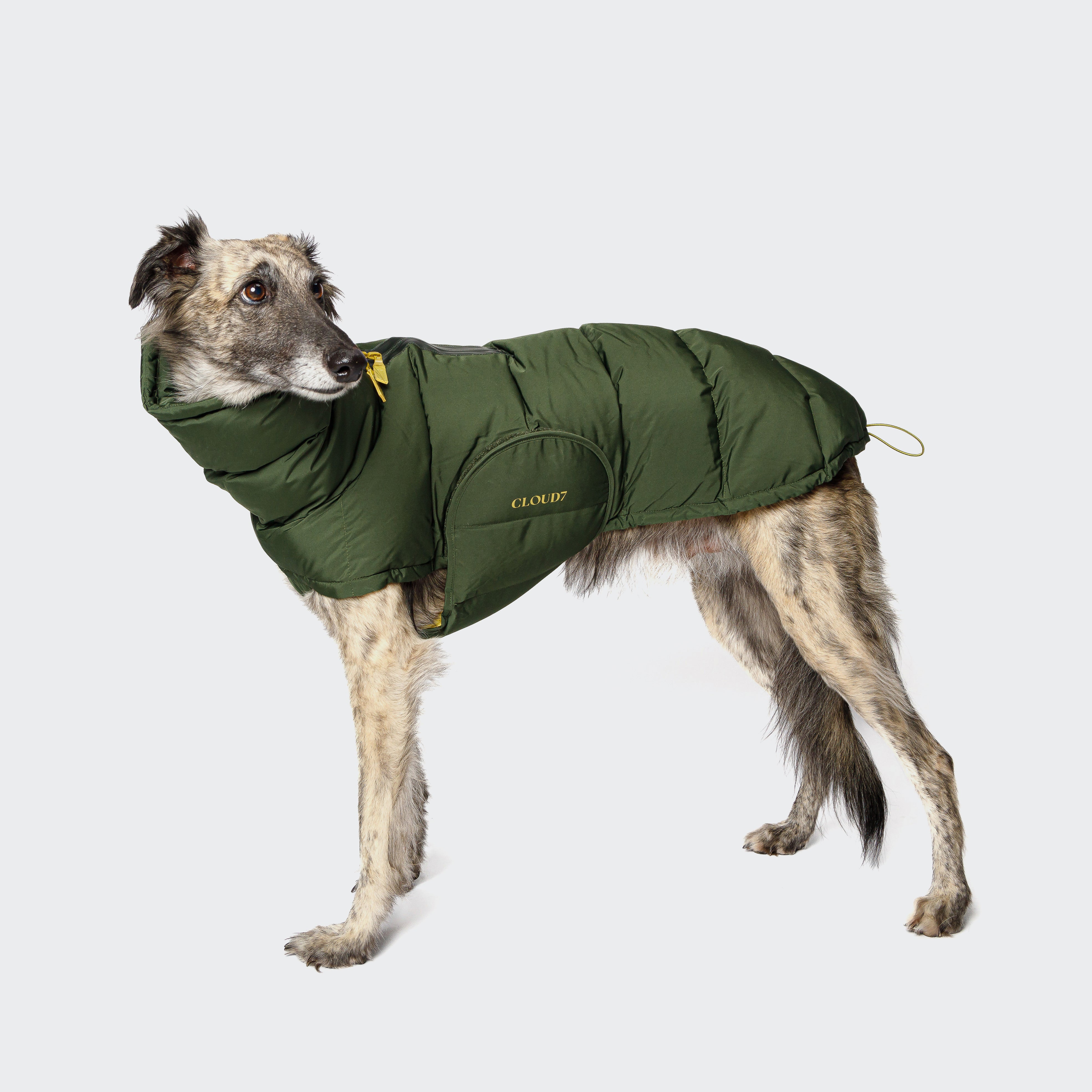 CLOUD7_ Ein großer, schlanker Hund mit grau-braunem Fell trägt eine grüne Daunenjacke und schaut nach links. Auf der Jacke steht „CLOUD7“, der Hintergrund ist schlicht weiß.