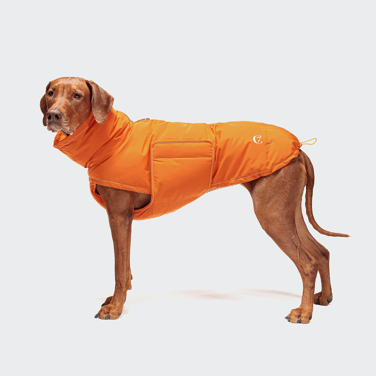 CLOUD7_ Ein brauner Hund, der eine leuchtend orangefarbene Jacke trägt, steht vor einem weißen Hintergrund und schaut leicht nach links.