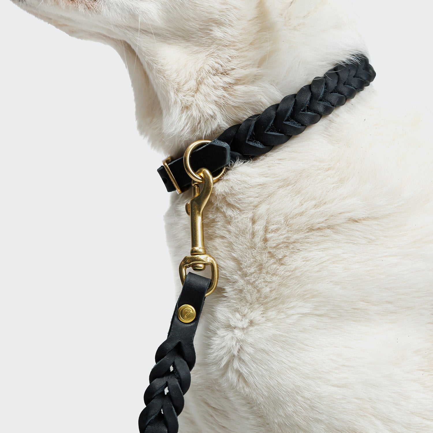 CLOUD7_ Eine Nahaufnahme eines hellen Hundes, der die längenverstellbare Hundeleine Riverside Park Black Gold aus elegantem schwarzem Leder, mit passendem Halsband und goldfarbenem Karabiner trägt. Fokus auf dem edlen Design der Leine.
