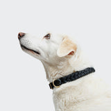 Hundehalsband Central Park Black Gold