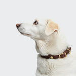 CLOUD7_ Ein weißer Hund mit kurzem Fell trägt ein Hundehalsband Central Park Saddle Brown Gold und schaut nach links vor einem schlichten, hellen Hintergrund.