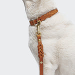 CLOUD7_ Nahaufnahme eines hellen Hundes, der das Hundeleine Riverside Park Camel Gold und ein passendes Halsband vor einem schlichten hellen Hintergrund trägt, wobei der Kopf des Hundes teilweise aus dem Rahmen fällt.