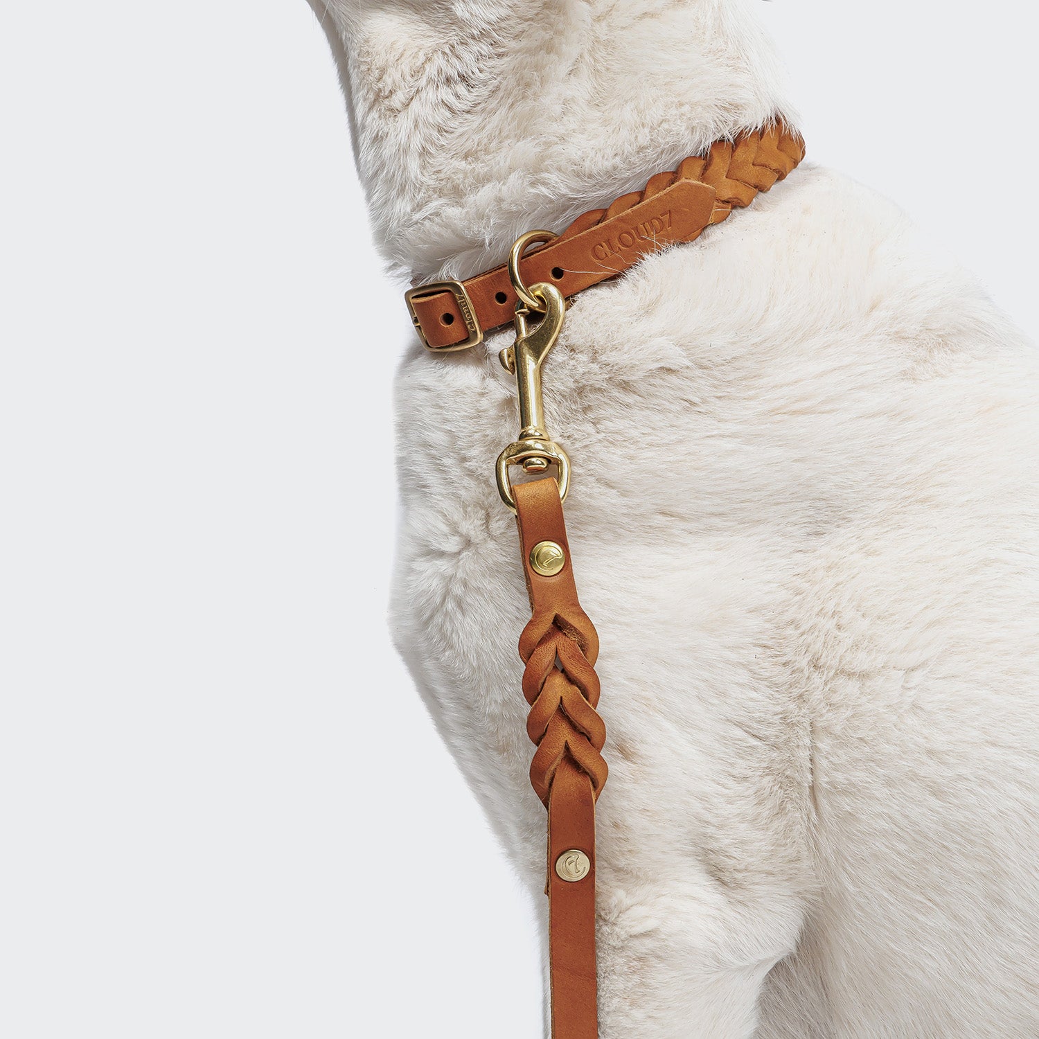 CLOUD7_ Nahaufnahme eines hellen Hundes, der das Hundeleine Riverside Park Camel Gold und ein passendes Halsband vor einem schlichten hellen Hintergrund trägt, wobei der Kopf des Hundes teilweise aus dem Rahmen fällt.