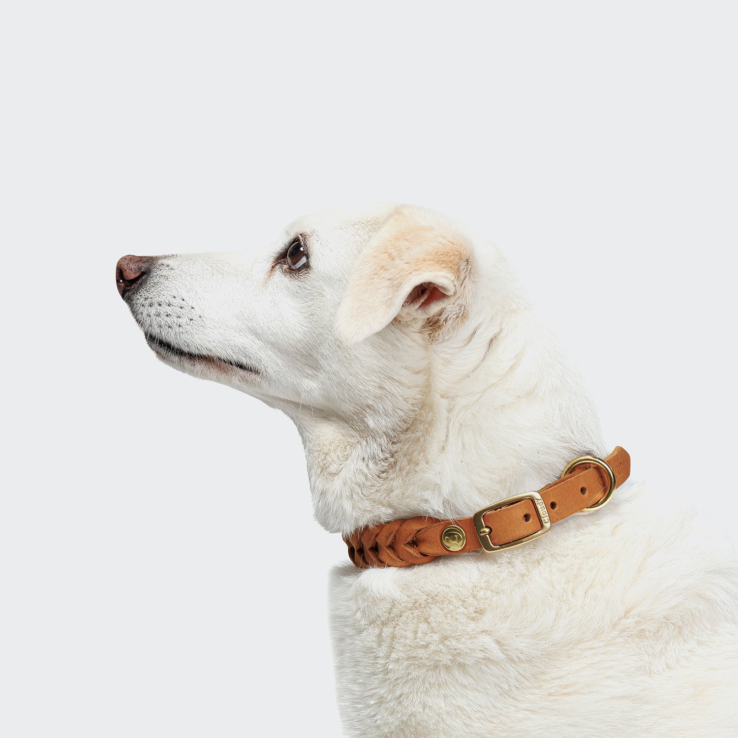 CLOUD7_ Ein weißer Hund mit hellbraunen Ohren, der das Hundehalsband Central Park Camel Gold trägt, blickt nach links auf einen schlichten, hellen Hintergrund.