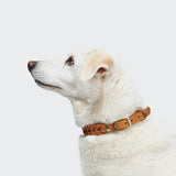 CLOUD7_ Ein weißer Hund mit hellbraunen Ohren, der das Hundehalsband Central Park Camel Gold trägt, blickt nach links auf einen schlichten, hellen Hintergrund.